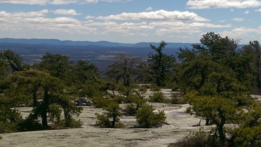 Pitch Pines on open rock face on the Gertrude's Nose trail in Minnewaska State Park Preserve